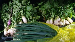 서동욱님의 기타작물 · 영농일지 작성글 사진