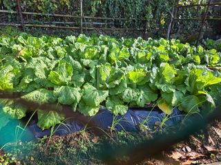 한상훈님의 배추 · 영농일지 작성글 사진