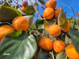 늘햇살팜 님의 기타작물 · 영농일지 작성글 사진