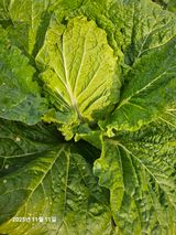 팜모닝 배추·영농일지 게시글 이미지