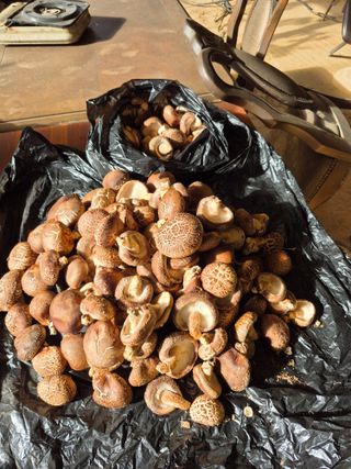 엉뚱님의 기타작물 · 영농일지 작성글 사진