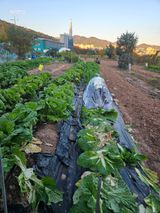 팜모닝 상추·영농일지 게시글 이미지