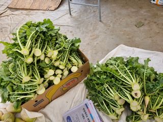 박병철님의 기타작물 · 영농일지 작성글 사진