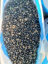 팜모닝 기타작물·영농일지 게시글 이미지