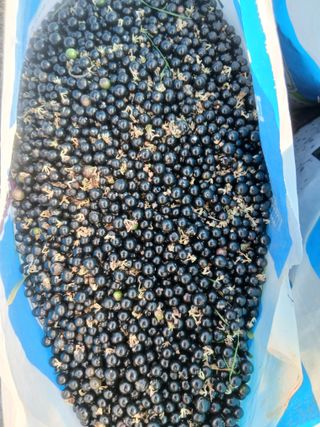 무료지식나눔 팜닥터님의 기타작물 · 영농일지 작성글 사진