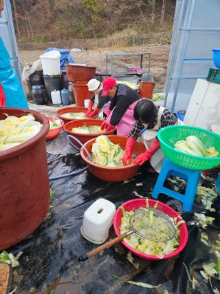 감7768님의 배추 · 영농일지 작성글 사진