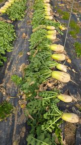 팜모닝 기타작물·영농일지 게시글 이미지