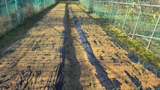 가야산아래촌농님의 기타작물 · 영농일지 작성글 사진