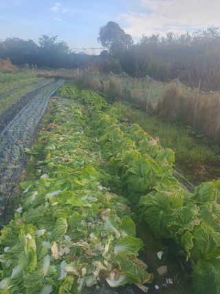 양파12861님의 배추 · 영농일지 작성글 사진