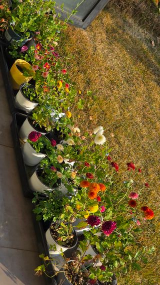 허인녕님의 기타작물 · 영농일지 작성글 사진