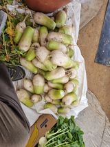 팜모닝 기타작물·영농일지 게시글 이미지