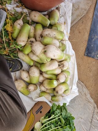 박병철님의 기타작물 · 영농일지 작성글 사진