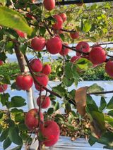 팜모닝 기타작물·영농일지 게시글 이미지