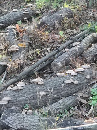 한상훈님의 버섯 · 영농일지 작성글 사진