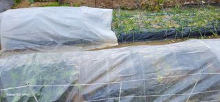 부천역곡 정병호님의 기타작물 · 영농일지 작성글 사진