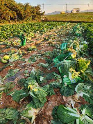 김저팔계님의 배추 · 영농일지 작성글 사진