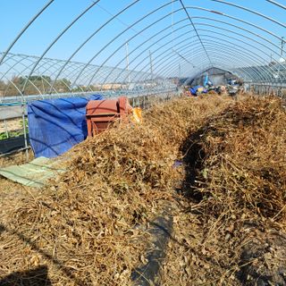 김진영님의 기타작물 · 영농일지 작성글 사진