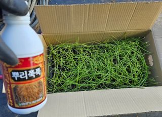 김인수님의 양파 · 영농일지 작성글 사진