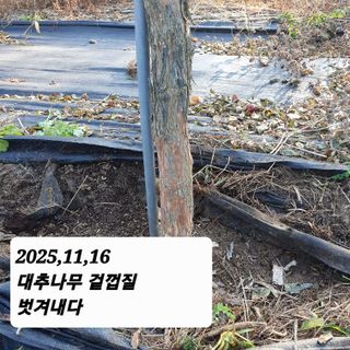 시민농장님의 기타작물 · 영농일지 작성글 사진