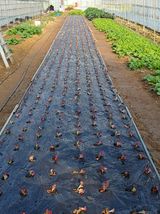 팜모닝 마늘·영농일지 게시글 이미지