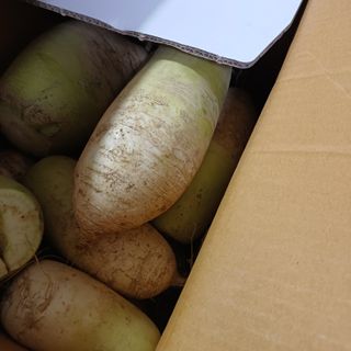 김진영님의 기타작물 · 영농일지 작성글 사진