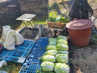 심기섭님의 기타작물 · 영농일지 작성글 사진