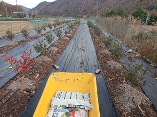 박광현님의 블루베리 · 영농일지 작성글 사진