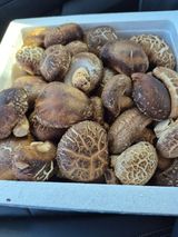 팜모닝 기타작물·영농일지 게시글 이미지