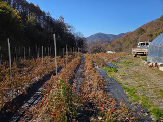 윤자용11대임후회장님의 고추 · 영농일지 작성글 사진