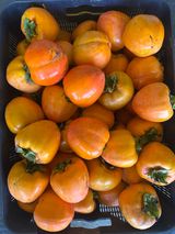 팜모닝 감·영농일지 게시글 이미지