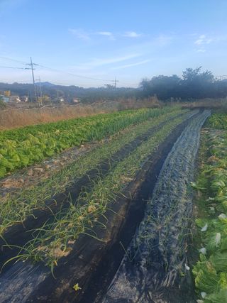 양파12861님의 배추 · 영농일지 작성글 사진
