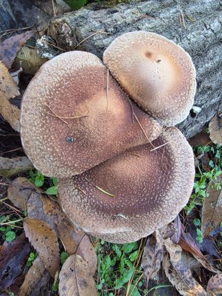 한상훈님의 버섯 · 영농일지 작성글 사진