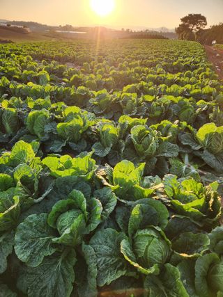 김저팔계님의 배추 · 영농일지 작성글 사진