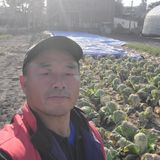 팜모닝 배추·영농일지 게시글 이미지