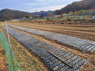 pyonngzz님의 마늘 · 영농일지 작성글 사진