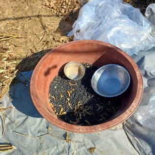 김진영님의 기타작물 · 영농일지 작성글 사진