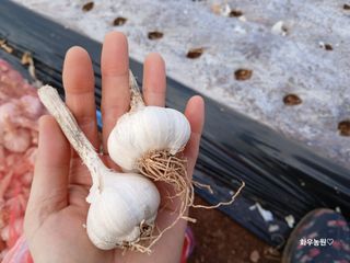 화우농원님의 마늘 · 영농일지 작성글 사진
