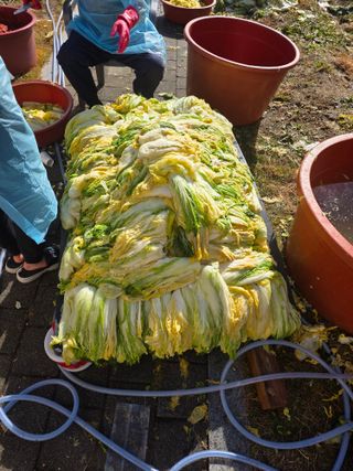 김정훈님의 배추 · 영농일지 작성글 사진