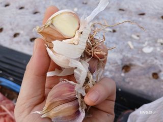 화우농원님의 마늘 · 영농일지 작성글 사진