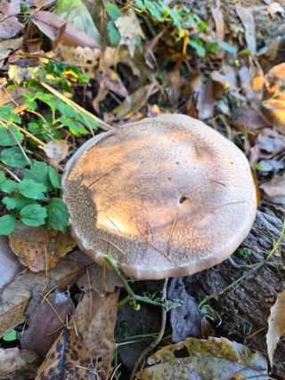 한상훈님의 버섯 · 영농일지 작성글 사진