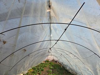 김윤회님의 상추 · 영농일지 작성글 사진