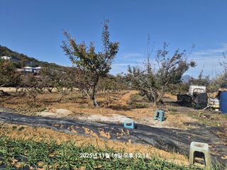 정택님의 매실 · 영농일지 작성글 사진