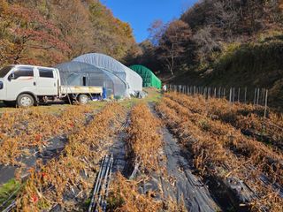 윤자용11대임후회장님의 고추 · 영농일지 작성글 사진