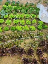 안산제일농약사님의 작성글 사진