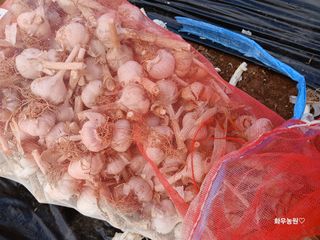 화우농원님의 마늘 · 영농일지 작성글 사진