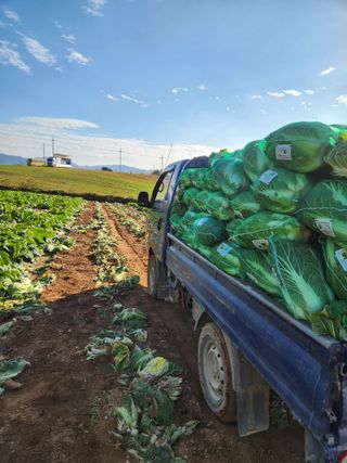 김저팔계님의 배추 · 영농일지 작성글 사진
