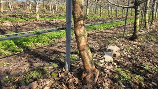 김병수님의 사과 · 영농일지 작성글 사진