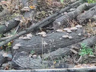 한상훈님의 버섯 · 영농일지 작성글 사진