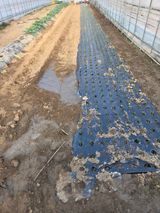 팜모닝 기타작물·영농일지 게시글 이미지