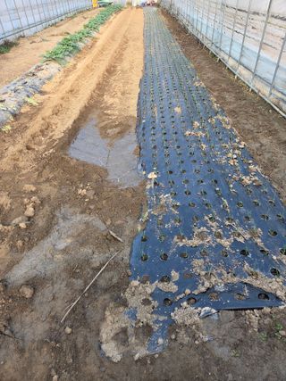 최연숙님의 기타작물 · 영농일지 작성글 사진